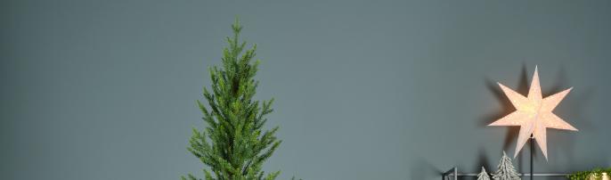 Норвежские ели в Минске!