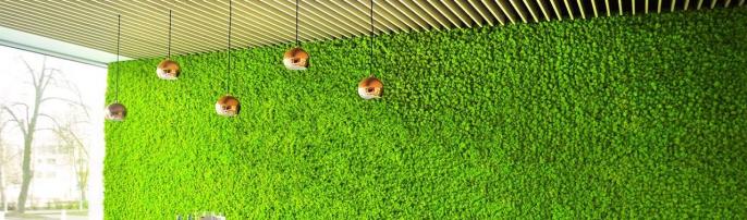 Стабилизированный мох: что это и где применяется