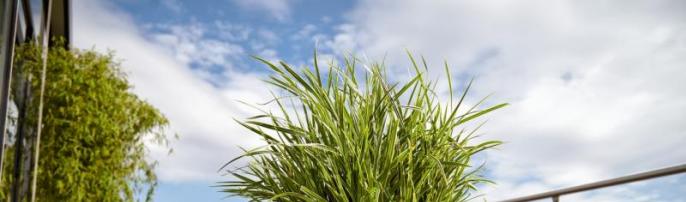 Новинки на FLORA.BY