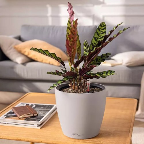 Кашпо Lechuza Classico Color 21 LS