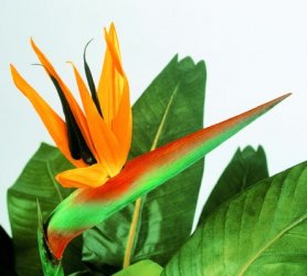 1005N FLOWER.jpg