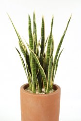 1007NG-sansevieriya-kust-81cm-iskusstvennoe-rastenie-flora-by.jpg