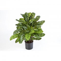 1014XL-kalateya-krupnolistnaya-78-80cm-iskusstvennoe-rastenie-flora-by.jpg