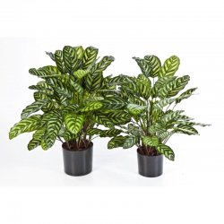 1014XL-kalateya-krupnolistnaya-78-80cm-iskusstvennoe-rastenie-flora-by.jpg