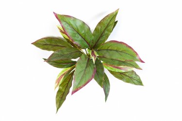 1080NR-kordilina-miks-iskusstvennaya-30cm-flora-by.jpg 