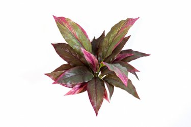 1080R -kordilina-miks-iskusstvennaya-30cm-flora-by.jpg