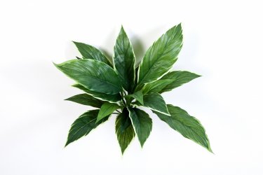 1080V-kordilina-miks-iskusstvennaya-30cm-flora-by.jpg