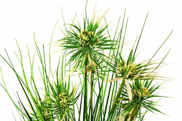 1090N Onion Star Grass detail   IMG_6410.jpg