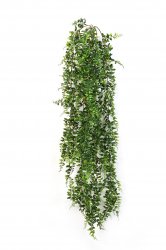 1417Npaporotnik-bostonskiy-80-140cm-ampelnyy-flora-by.jpg