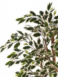 fikus-nitida-pestrolistniy-iskusstvenniy-flora-by.jpg