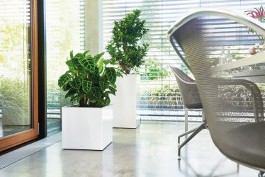 A_CAS40_CAW40_Premium_w_Calathea_Ficus_2017_2.jpg