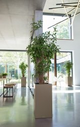 A_CAS40_Premium_3_tp_Dracena_surculosa_2017.jpg