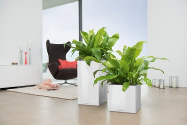 A_CAW_CAS_Premium_w_Asplenium_nidus.jpg