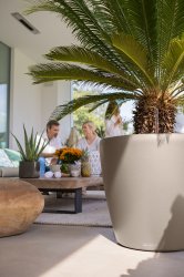 A_D50_SQG14_sandbr_Cycas_Aloe_2020.jpg