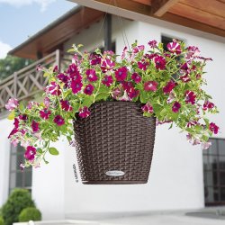 A_ND_CTG_mok_Petunia.jpg