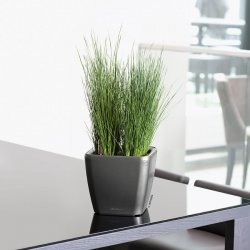 A_Q21_LS_anth_Juncus_Pencil_Grass.jpg