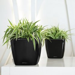 A_Q21_LS_sw_Chlorophytum_comosum.jpg