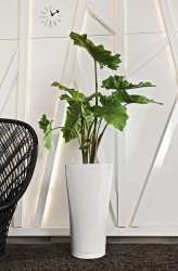 A_SDR30_w_Alocasia.jpg
