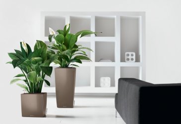 A_SQ40_CUB40_Premium_2_tp_Spathiphyllum_X.jpg