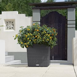 A_SQC_CTG40_gra_Lantana.jpg