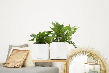 A_SQG14_16_w_ Pteridophyta_2018_x.jpg