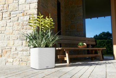 A_SQP35_LS_w_Tillandsia_oerstediana.jpg