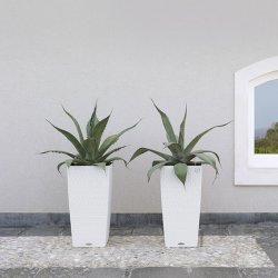 A_SQ_CTG40_2_w_Agave.jpg