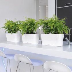 A_TDR20_3_w_Adiantum.jpg