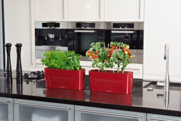 A_TDR20_srot_Petersilie_Basilicum_Tomate.jpg