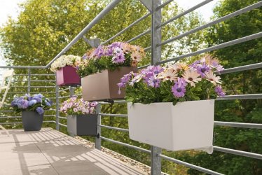 A_TRD_BLC50_80_4_Family_Osteospermum_Petunia_x.jpg