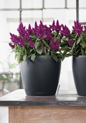 A_TRD_D21_2_sgr_Celosia_Venezuela.jpg