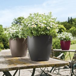 A_TRD_D28_3_sgr_mus_grot_Argyranthemum_frutescens.jpg