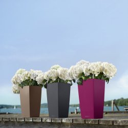 A_TRD_SQ22_3_mus_sgr_grot_Hortensie.jpg