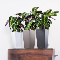 A_TRD_SQ22_3_w_mus_anth_Calathea.jpg