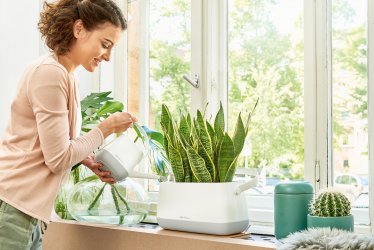 A_YU_TA_GK_3_gruen_Sansevieria_giessen_2017.jpg