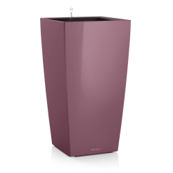 CUBICO 30 plum magic.png