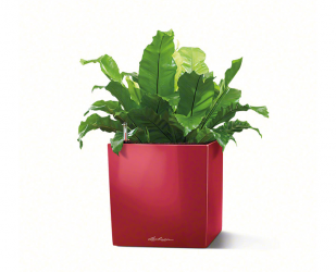 Cube 30 red.png