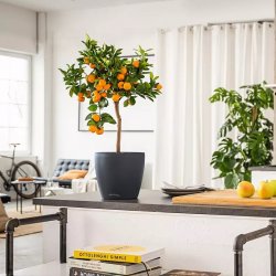 Kashpo_Lechuza_DECO_10_3