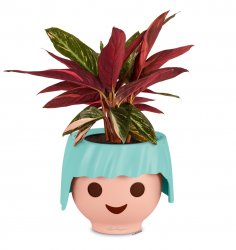 FP_OJO_Meerjungfrau_tuerkis_Calathea_2019_leer.jpg