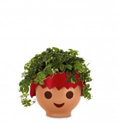 FP_OJO_Pirat_rot_Parthenocissus_striata_2019_leer.jpg
