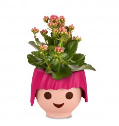 FP_OJO_Prinzessin_pink_Kalanchoe_2019_leer.jpg