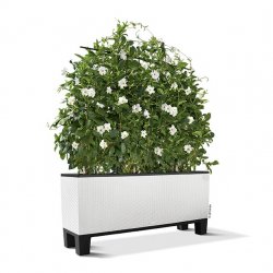 FP_TRI_CTG40_w_Sockel_Dipladenia.jpg