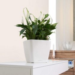 QUADRO LS 28 Антрацитовый металлик (2).jpg
