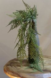 asparagus2361_2.JPG