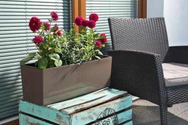 begonia_frappe_nr_84.jpg