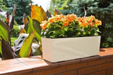 begonia_kremowy_nr_74.jpg