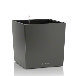 cube_anth_large.png
