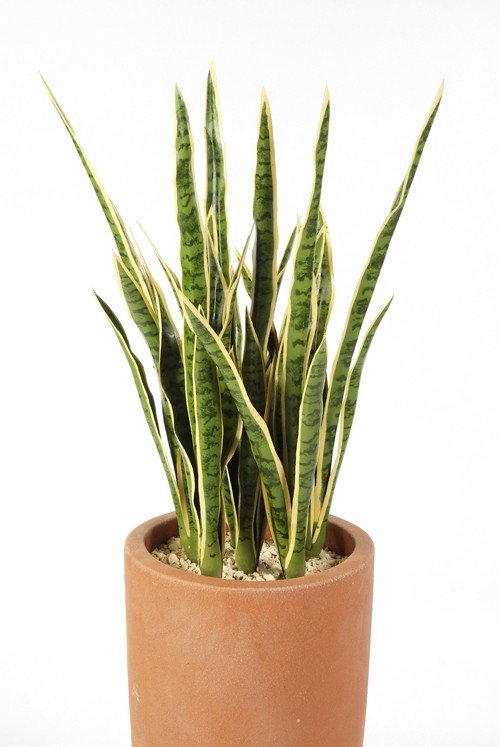 1007NG-sansevieriya-kust-81cm-iskusstvennoe-rastenie-flora-by.jpg