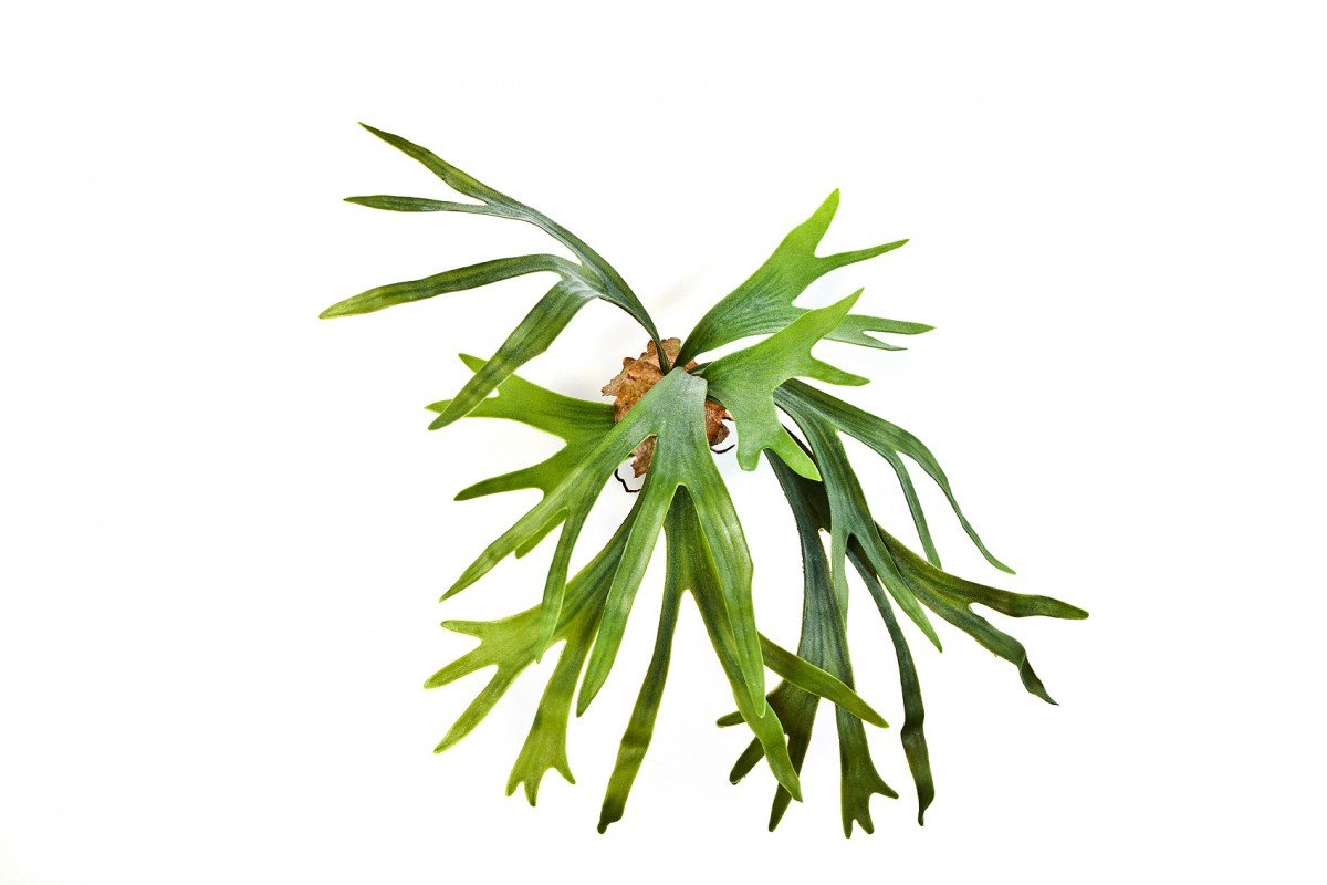 1023N-platycerium-oleniy-rog-50cm-ampelnoe-rastenie-flora-by.jpg