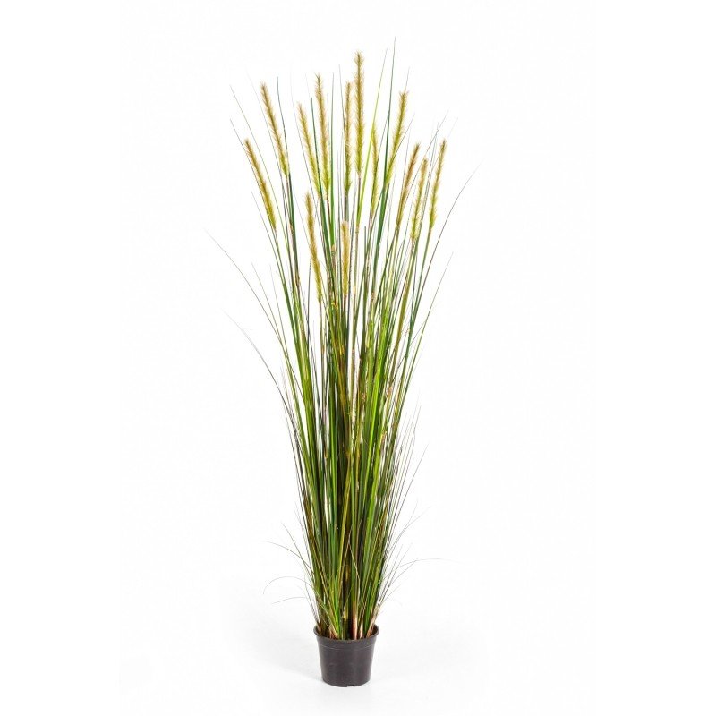 1040Lkamysh-lisiy-khvost-90-180cm-iskusstvennoe-rastenie-flora-by.jpg